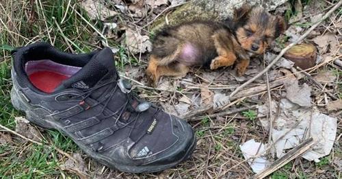 Goran pronašao napuštenog psića u cipeli pokraj smeća i spasio mu život
