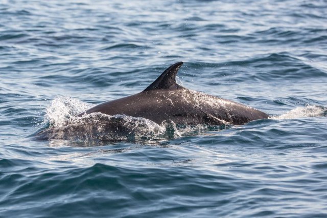 Rusi na Krim poslali ratne delfine: Otkrili ih američki sateliti
