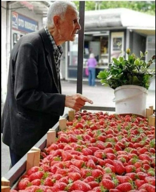 Priča:Starac i jagode