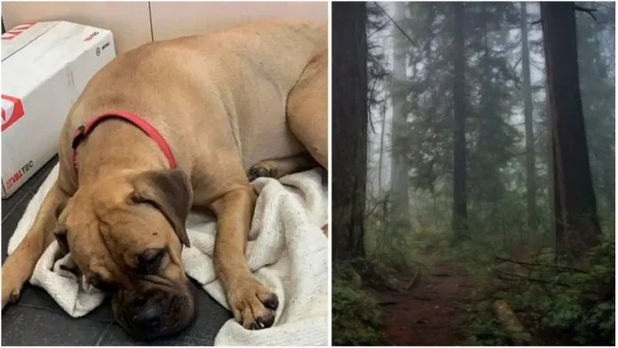 Pas je hodao 200 kilometara do vlasnika koji su ga napustili