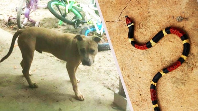 Pit bull spasio dječake od napada otrovne zmije, drugi dan je uginuo