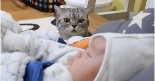 Novorođenče je stiglo kući, a mačkina reakcija je nevjerojatna