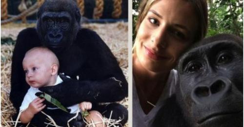 Ona je odrasla s gorilama – njihov ponovni susret nakon 12 godina ostavlja bez riječi