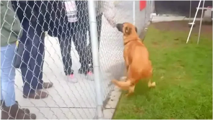Pas je bio sretan kada je vidio svoje vlasnike, no oni nisu došli po njega
