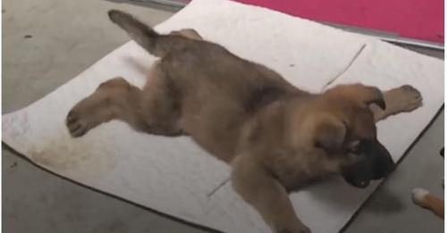 Veterinar je krenuo uspavati psa, ali kada mu je vidio šape odmah se predomislio