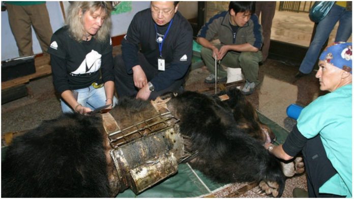 Medvjedicu su godinama držali zarobljenu u metalnom prsluku: Pogledajte reakciju kada je konačno oslobođena!