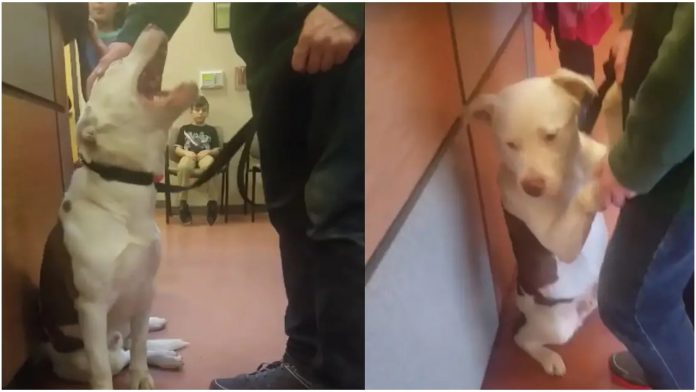 Vlasnici su odlučili predati psa u prihvatilište, a njegova reakcija ih je rasplakala