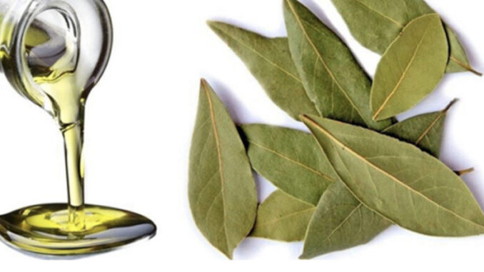LOVOROVO ULJE KAO LIJEK: Izuzetno moćan lijek dobijete kada lovorov list prelijete maslinovim uljem…