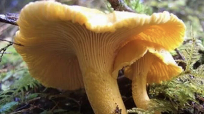 LISIČARKA – gljiva koja ima neprocenjivu lekovitu vrednost