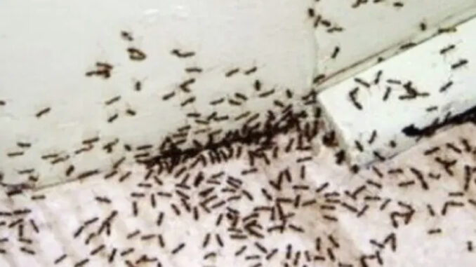 Mravi će pobjeći iz vaše kuće za 2 sekunde: Trik koji provjereno radi…