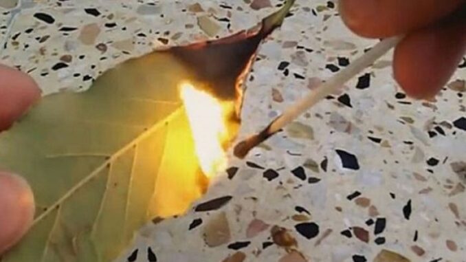 KAD KRENE PO ZLU Zapalite list ovog začina u sobi i posmatrajte šta će se desiti za nekoliko minuta